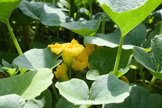 The picture shows pumpkin plants with blossoms in the summer