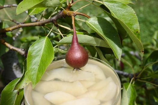 The picture shows pear dessert on a pear tree