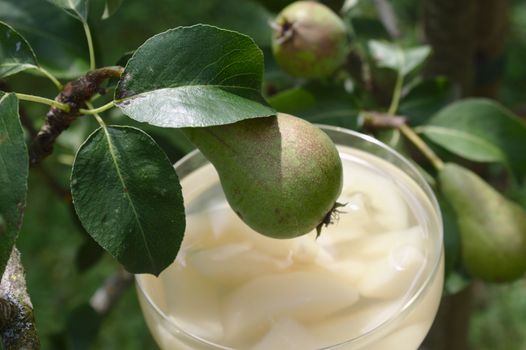 The pictureshows a pear dessert on a pear tree