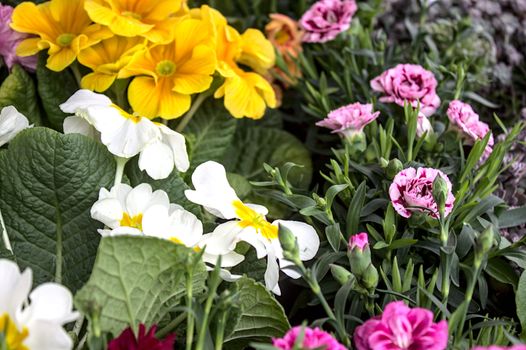 The picture shows colourful primroses in the garden