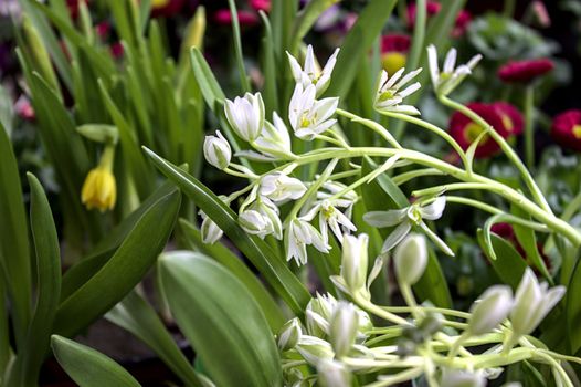 The picture star of Bethlehem in the garden