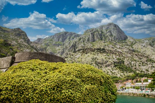 Blooming shrub over harbor under mountains of Kotor, Montenegro