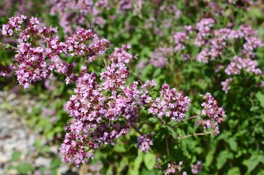 The picture shows blossoming mint in the forest