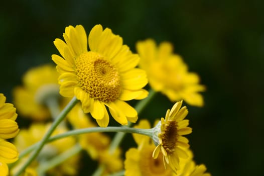 The picture shows yellow flowers in the garden