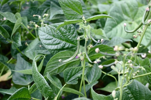 The picture shows blossoming beans in the garden