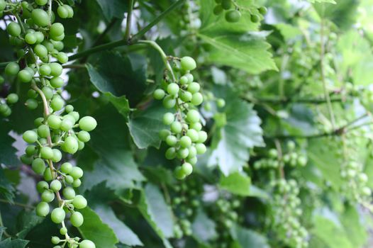 The picture shows unripe grapes in the garden