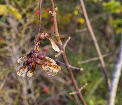 freshmaple seeds on blurred background in the forest in holland