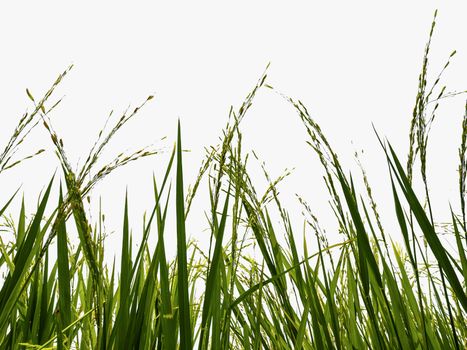 Isolate of rice field on white background with clipping path