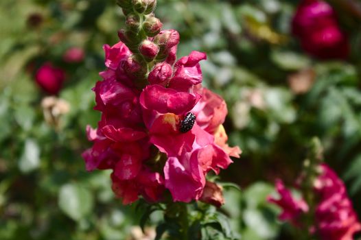 The picture shows pink snapdragon with a white-spotted rose beetle