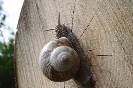 The picture shows a vineyard snail in the forest