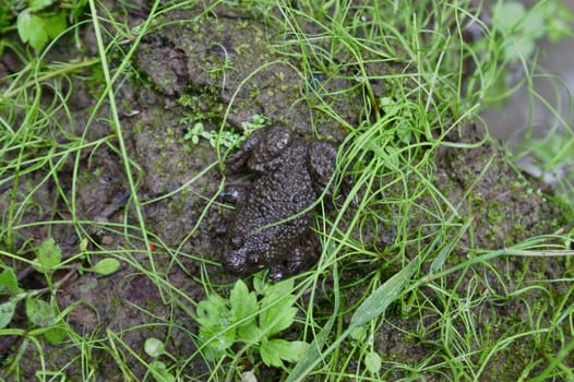 The picture shows toad on the ground in the forest