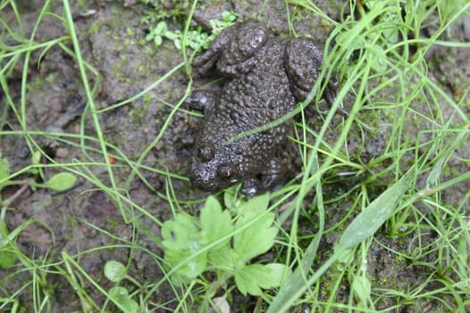 The picture shows a toad on the ground in the forest