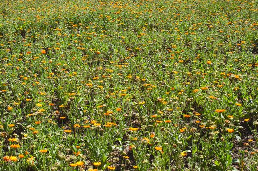 The picture shows a field of marigold in the summer