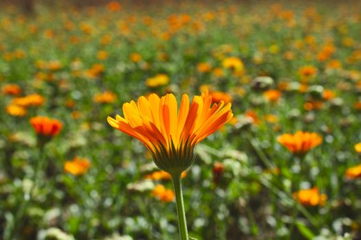 The picture shows a field of marigold in the summer