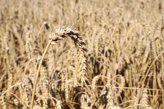 The picture shows a wheat field in the summer