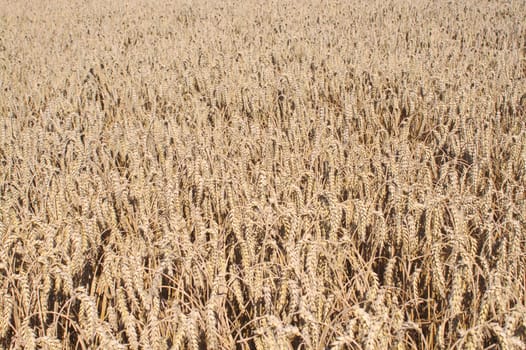 The picture shows wheat field in the summer