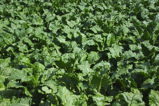 The picture shows field of sugar beet in the summer