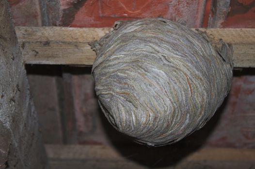 The picture shows a little wasp nest on the ceiling