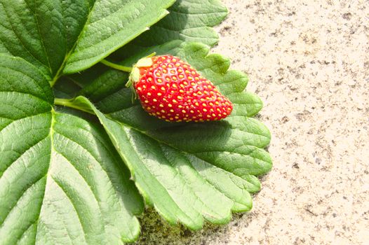 The picture shows a strawberry on strawberry leaves