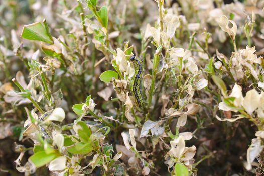 The picture shows a box tree moth on box leaves