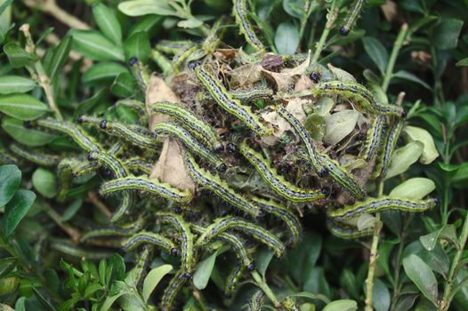 The picture shows a box tree moth on box leaves