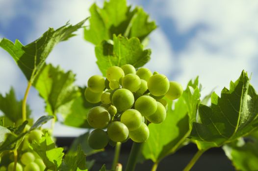 The picture shows unripe grapes in the garden