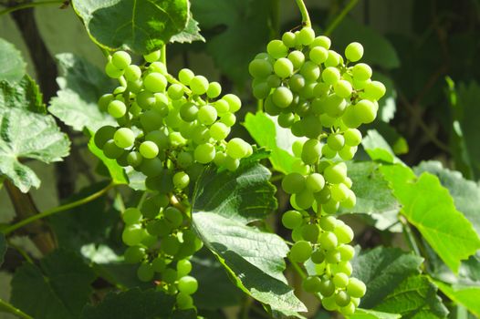 The picture shows unripe grapes in the garden