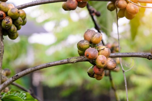 Coffee beans ripening, fresh coffee beans on coffee tree