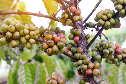 Coffee beans ripening, fresh coffee beans on coffee tree