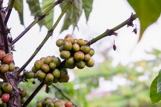 Coffee beans ripening, fresh coffee beans on coffee tree