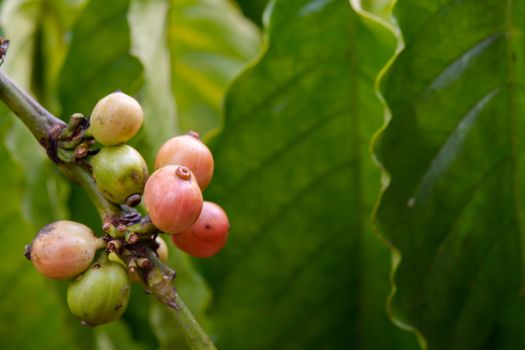 Coffee beans ripening, fresh coffee beans on coffee tree