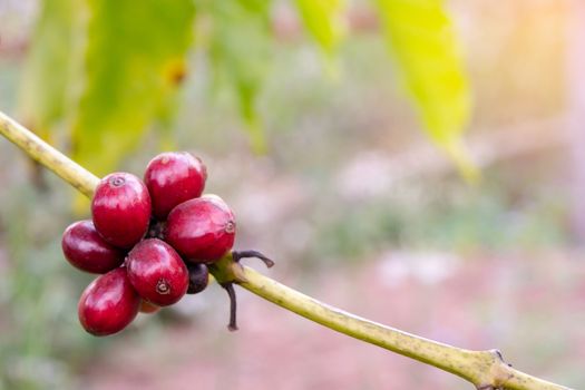 Coffee beans ripening, fresh coffee beans on coffee tree