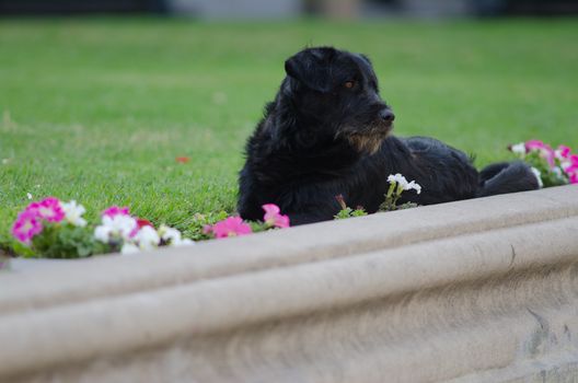 Domestic dog Canis lupus familiaris on a garden. The Constitution Square. Santiago de Chile. Chile.