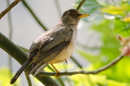 Magellan thrush Turdus falcklandii magellanicus. The Constitucion Square. Santiago de Chile. Chile.