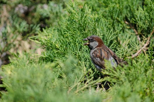 House sparrow Passer domesticus. Male calling. Arm Square. Santiago de Chile. Chile.