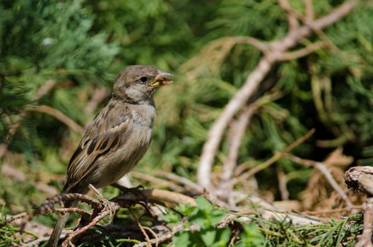 House sparrow Passer domesticus . Female eating. Arm Square. Santiago de Chile. Chile.