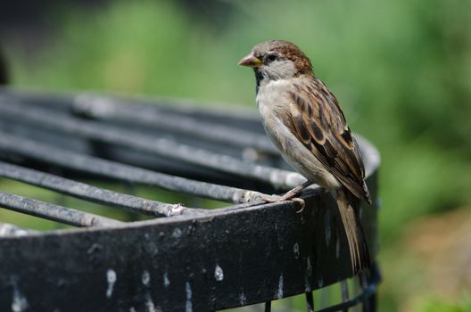 House sparrow Passer domesticus . Young male. Arm Square. Santiago de Chile. Chile.