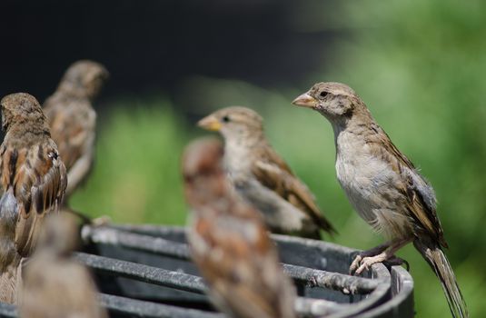 House sparrows Passer domesticus . Arm Square. Santiago de Chile. Chile.