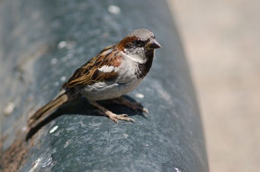 House sparrow Passer domesticus . Male. Arm Square. Santiago de Chile. Chile.