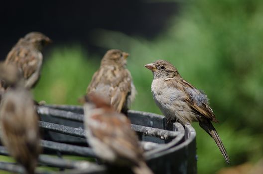 House sparrows Passer domesticus resting. Arm Square. Santiago de Chile. Chile.