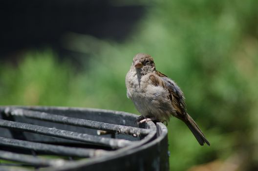 House sparrow Passer domesticus . Female. Arm Square. Santiago de Chile. Chile.