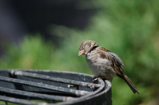 House sparrow Passer domesticus . Female. Arm Square. Santiago de Chile. Chile.