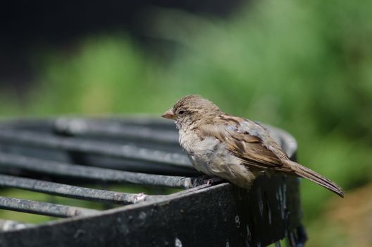 House sparrow Passer domesticus . Female resting. Arm Square. Santiago de Chile. Chile.