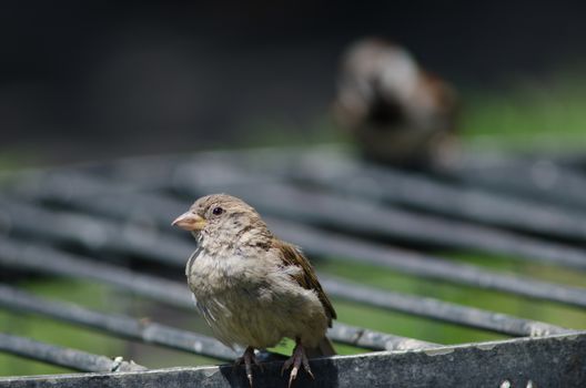 House sparrow Passer domesticus . Female. Arm Square. Santiago de Chile. Chile.