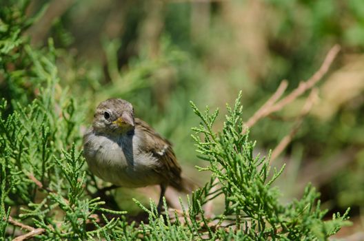 House sparrow Passer domesticus . Female. Arm Square. Santiago de Chile. Chile.