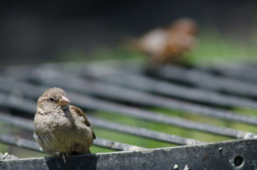 House sparrow Passer domesticus . Female resting. Arm Square. Santiago de Chile. Chile.