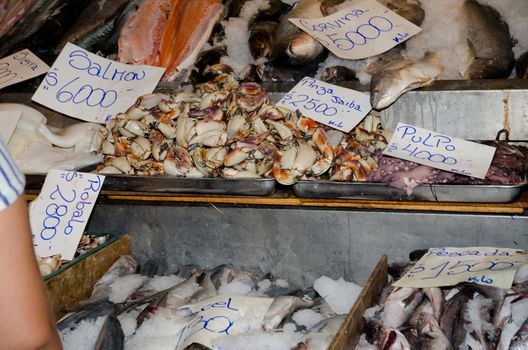 Stall of fishes and shellfishes at the central market. Santiago de Chile. Chile.