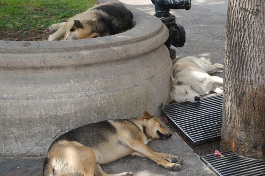Domestic dogs Canis lupus familiaris sleeping. The Constitucion Square. Santiago de Chile. Chile.
