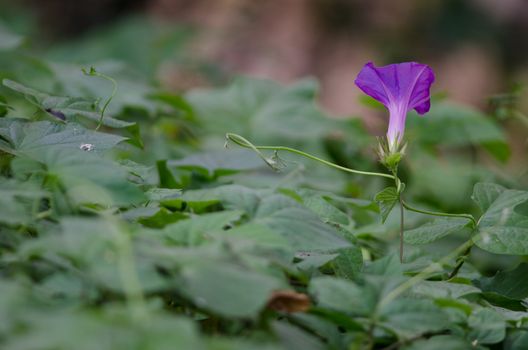 Purple Ipomoea purpurea. Santa Lucia hill. Santiago de Chile. Chile.