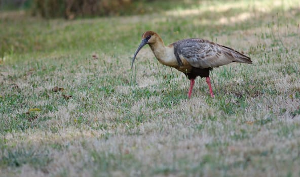 Black-faced ibis Theristicus melanopis . Temuco. Araucania Region. Chile.